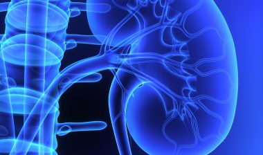 kidneys