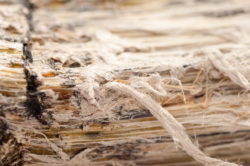 asbestos close up mesothelioma lung cancer