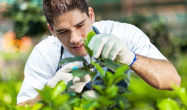 Monsanto Roundup cancer gardener