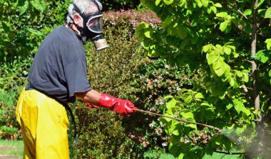 Monsanto Roundup cancer weed killer lymphoma spray tree