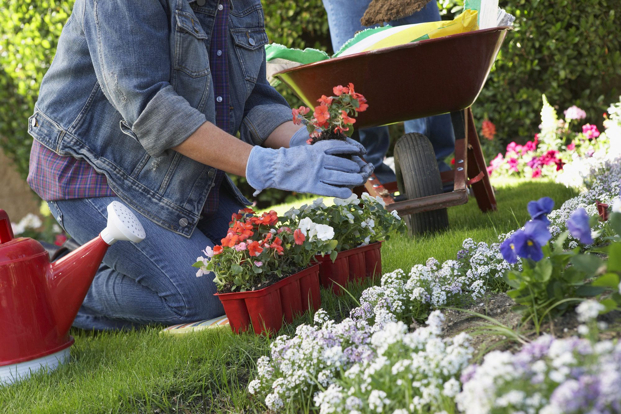 gardening woman with red and white flowers