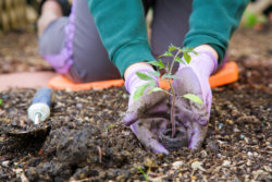 Roundup Monsanto non-Hodgkin's lymphoma gardening planting