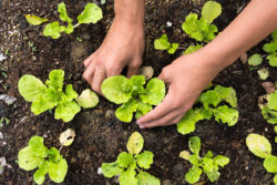 Monsanto Roundup cancer lymphoma
