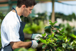 Roundup cancer Monsanto gardening weed killer