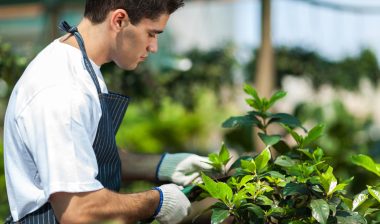 Roundup cancer Monsanto gardening weed killer