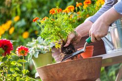Roundup Monsanto cancer woman gardening