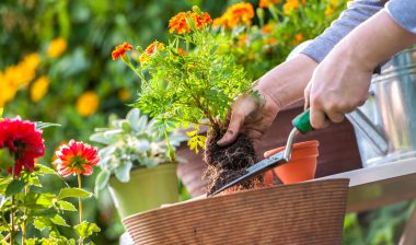 Roundup Monsanto cancer woman gardening