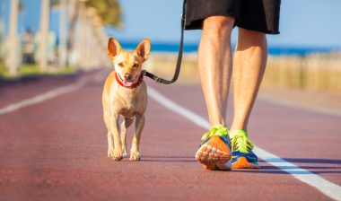 dog walker wage and hour lawsuit