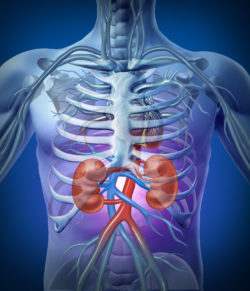 Human kidneys and circulation with a skeleton medical diagram on a black glowing background with red and blue arteries as a hrealth care and medical illustration of the inside anatomy of the urinary system.
