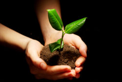 Monsanto Roundup cancer hands with seedling