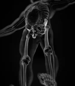 human diagram, hip focus