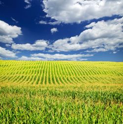 farm, Roundup