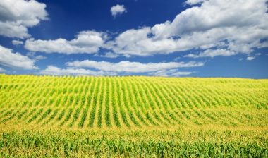 farm, Roundup