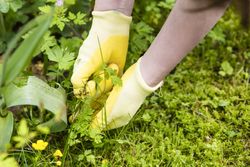 Unkraut jaeten, picking weeds