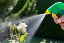 roses in a garden are sprayed with a pesticide.