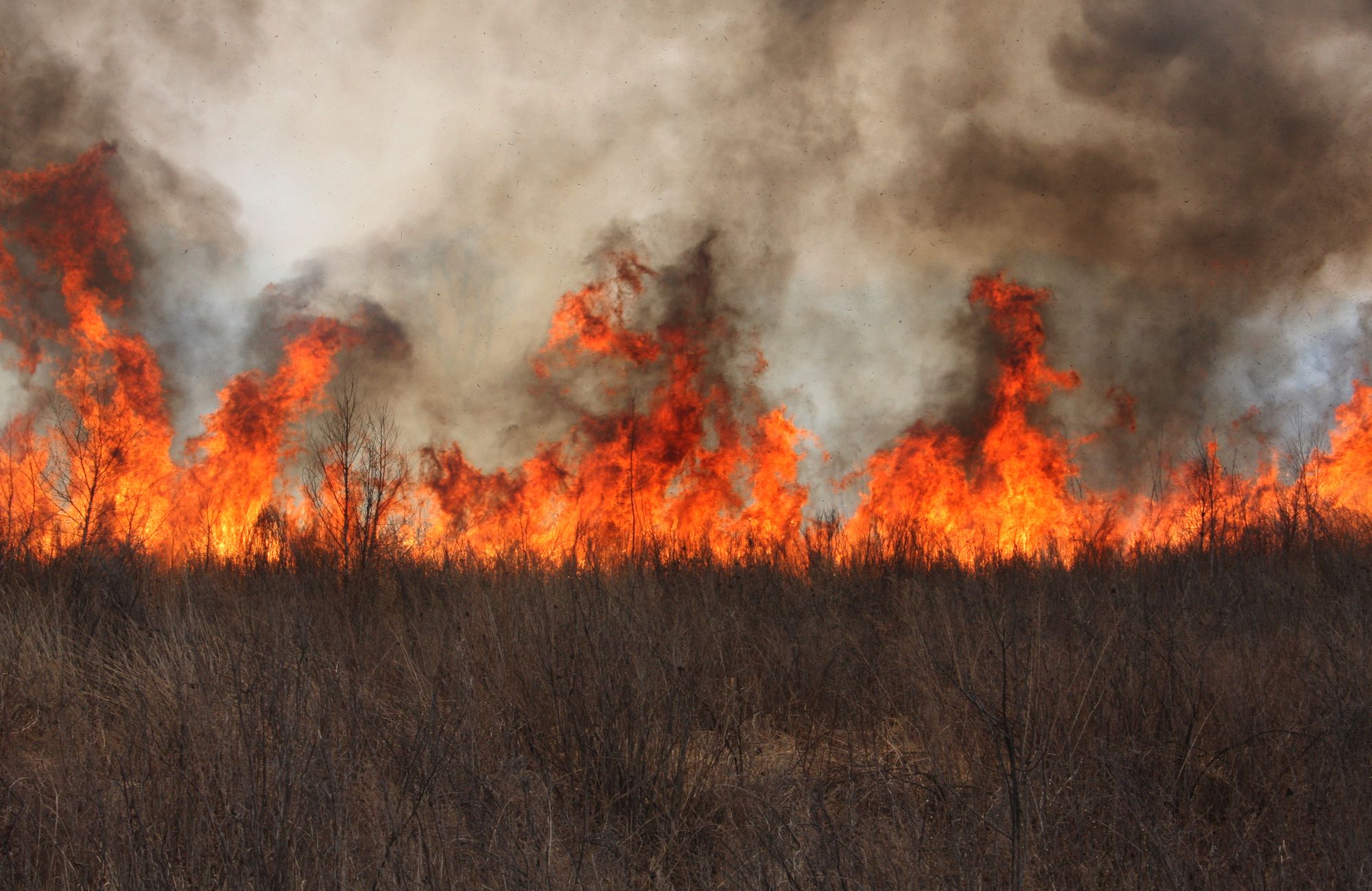 wildfire