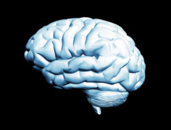 Brain isolated on black