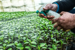 Close up in the hands of a man while spraying the small plants in a greenhouse