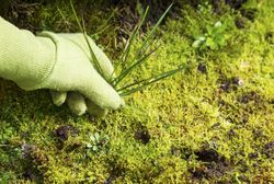 Horizontal photo of gloved hand pulling grass weed out of garden