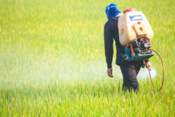 farmer spraying pesticide in the rice field