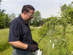 farmer spraying apple trees