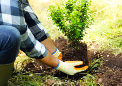 Roundup cancer Monsanto man planting tree