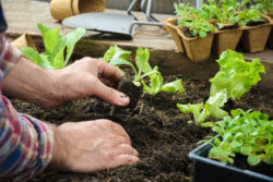 Roundup cancer lymphoma planting seedlings
