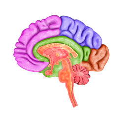 colored brain areas, cerebral atrophy