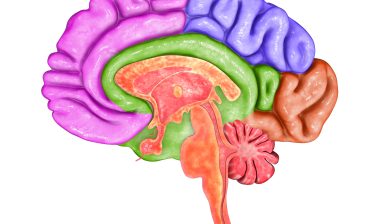 colored brain areas, cerebral atrophy