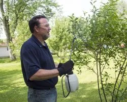 farmer using spray on his cherry trees