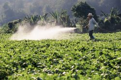 Farmer spraying pesticide on soy field