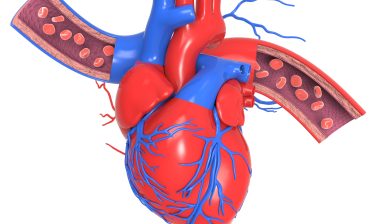heart and arteries