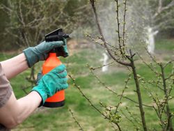 Protecting plant from vermin, spring garden work