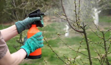 Protecting plant from vermin, spring garden work