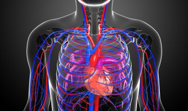 male circulatory system
