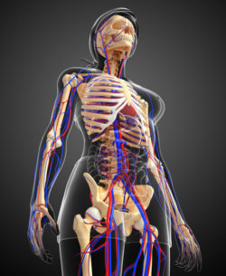 Illustration of human skeletal circulatory system