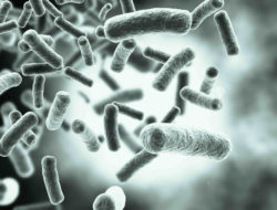 mycobacterial infection image on neutral background