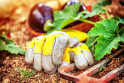 garden gloves cant protect gardners from roundup cancer risks