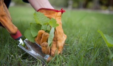 Roundup Lawsuit alleges Glyphosate Cancer
