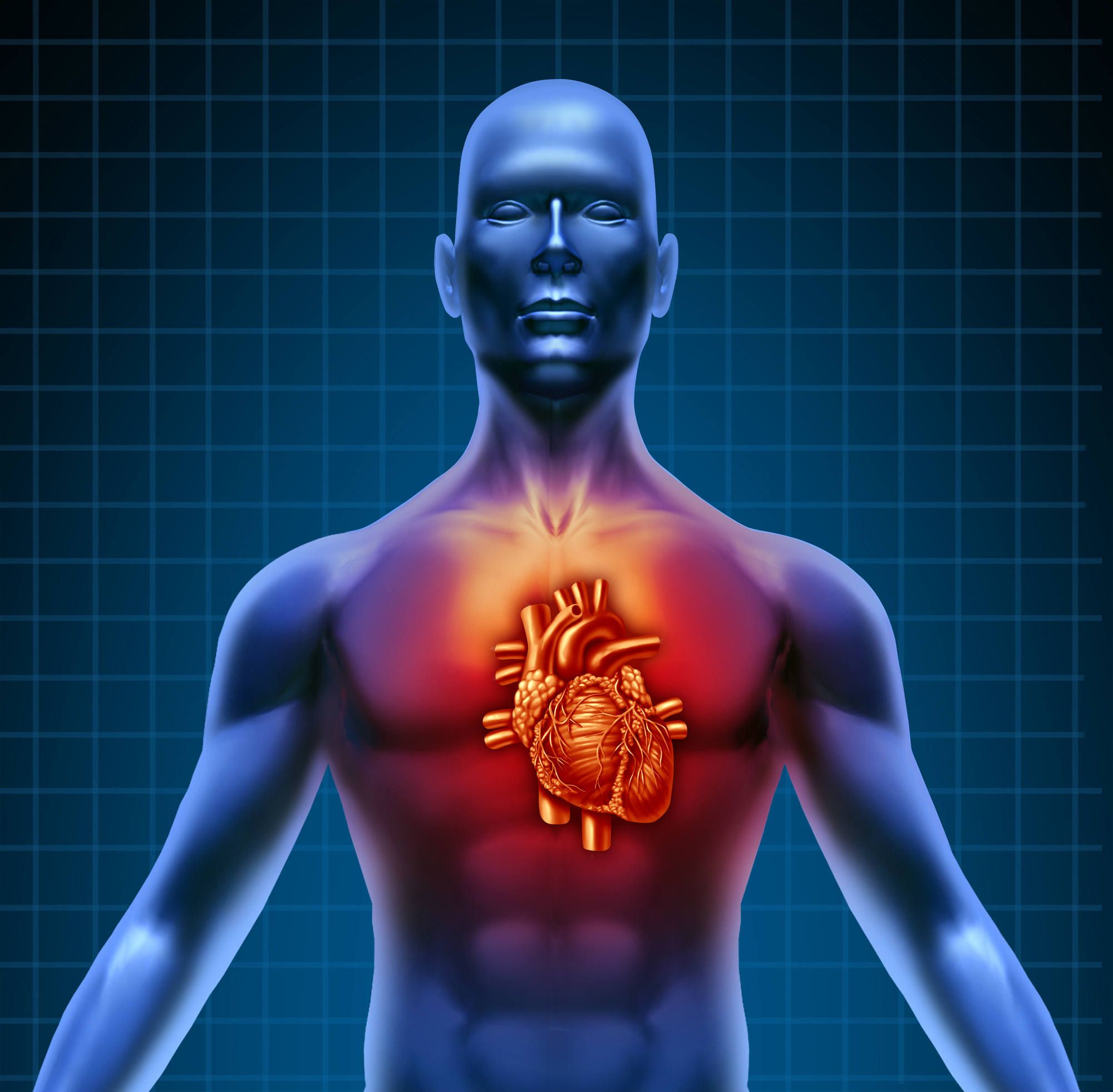 Human Heart Rot Uloric Heart-Related Death A Possible Outcome Of Gout Drug, FDA Trial Shows