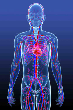 a G2 vena cava filter is used to prevent blood clots