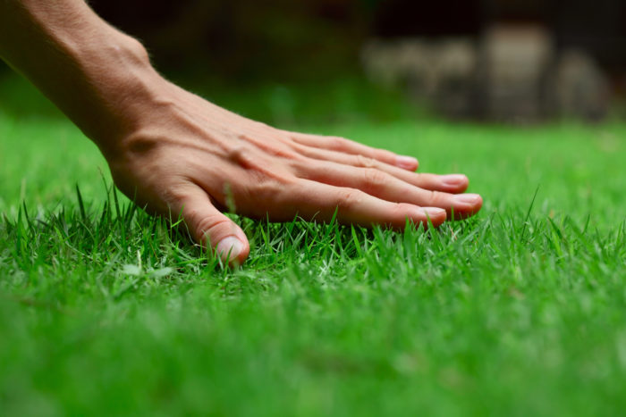 scotts EZ seed turf builder