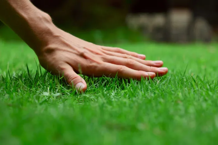 scotts EZ seed turf builder