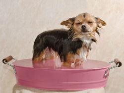 Class Action Lawsuit Alleges '100% Natural' Wahl Dog Shampoo Products Contain Synthetic Ingredients