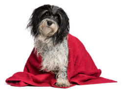 Pet Owners Challenge 'Natural' Labeling on Wahl Dog Grooming Products