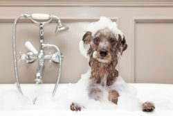 Is Wahl Doggie Deodorant Really 'All-Natural'? Class Action Plaintiffs Say No