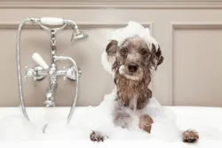 Is Wahl Doggie Deodorant Really 'All-Natural'? Class Action Plaintiffs Say No