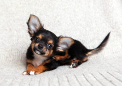 Sentry Class Action Lawsuit Claims Toxic Flea and Tick Repellent