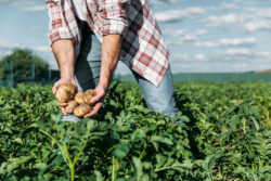 Monsanto Roundup Lawsuit Verdict Reduced but Not Tossed
