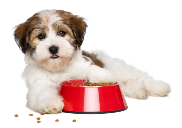 champion petfoods, Acana and Orijen brand dog food